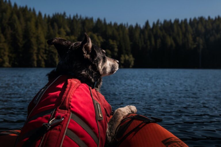 10 Best Inflatable Kayaks for Dogs