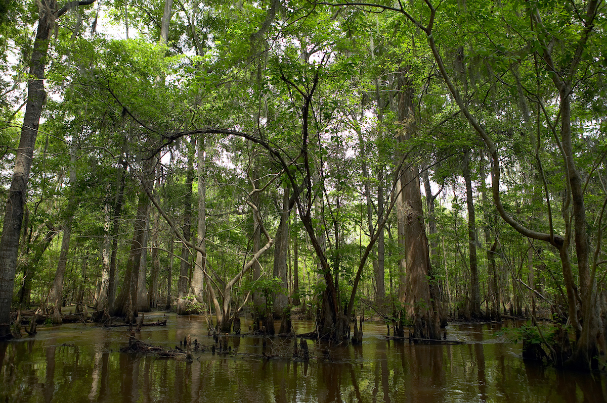 Green trees at shady swamp by Altamaha River, Georgia