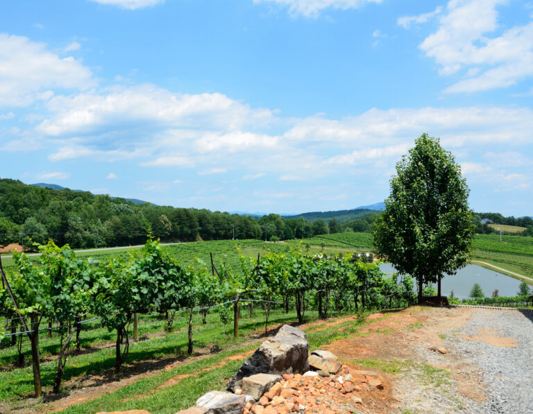 12 Beautiful Wineries near Blue Ridge, Georgia