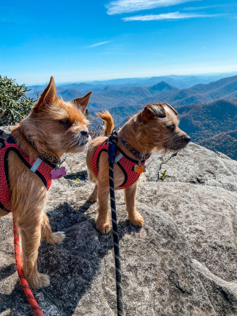 Best Dog Harness for Hiking: 9 Picks and Essential Tips