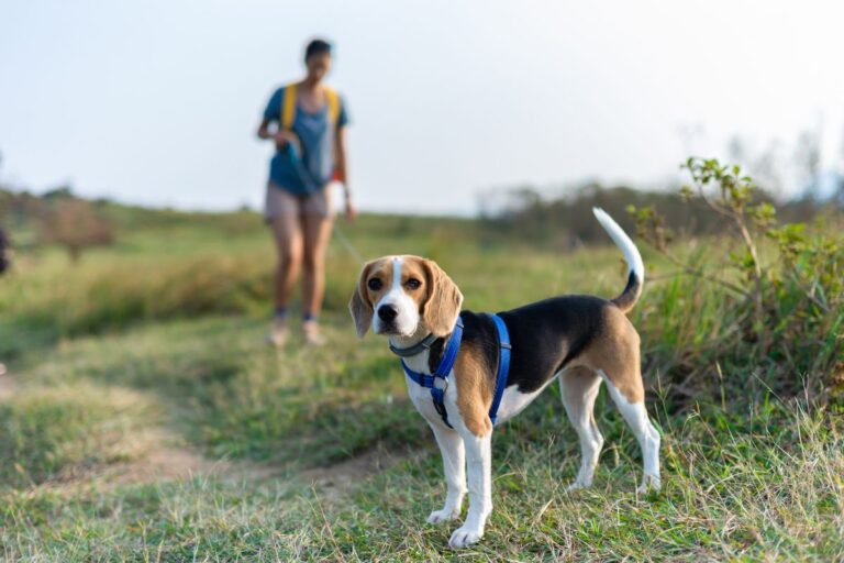 Best Hiking Gear for Dogs: Essential Canine Trail Equipment