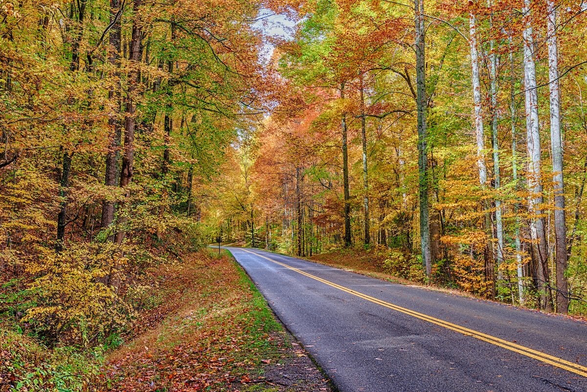 Horizontal shot of colorful trees surrounding a Smoky Mountain road in Autumn